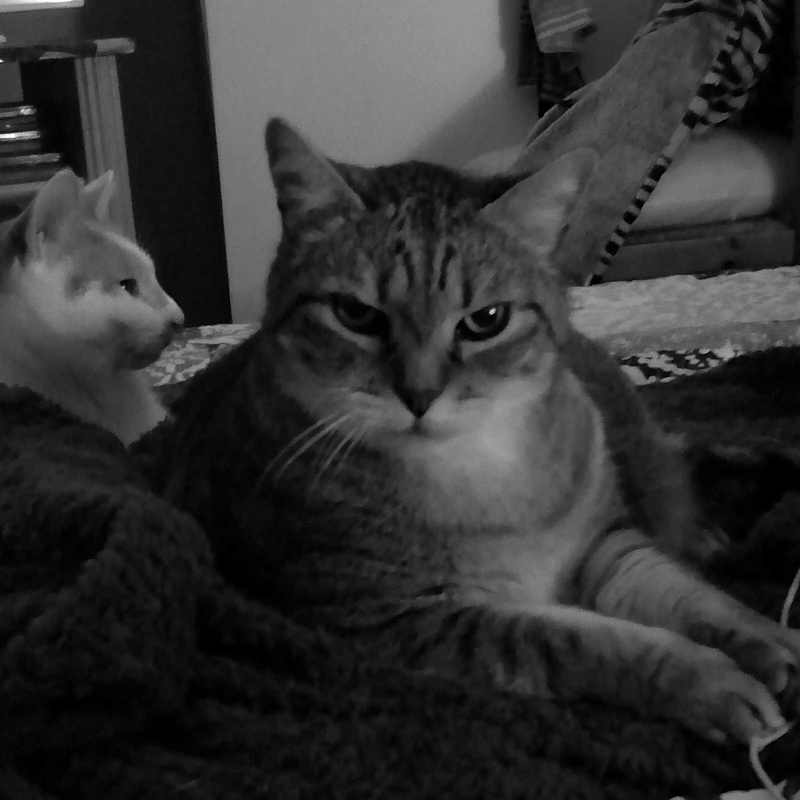 Garfield