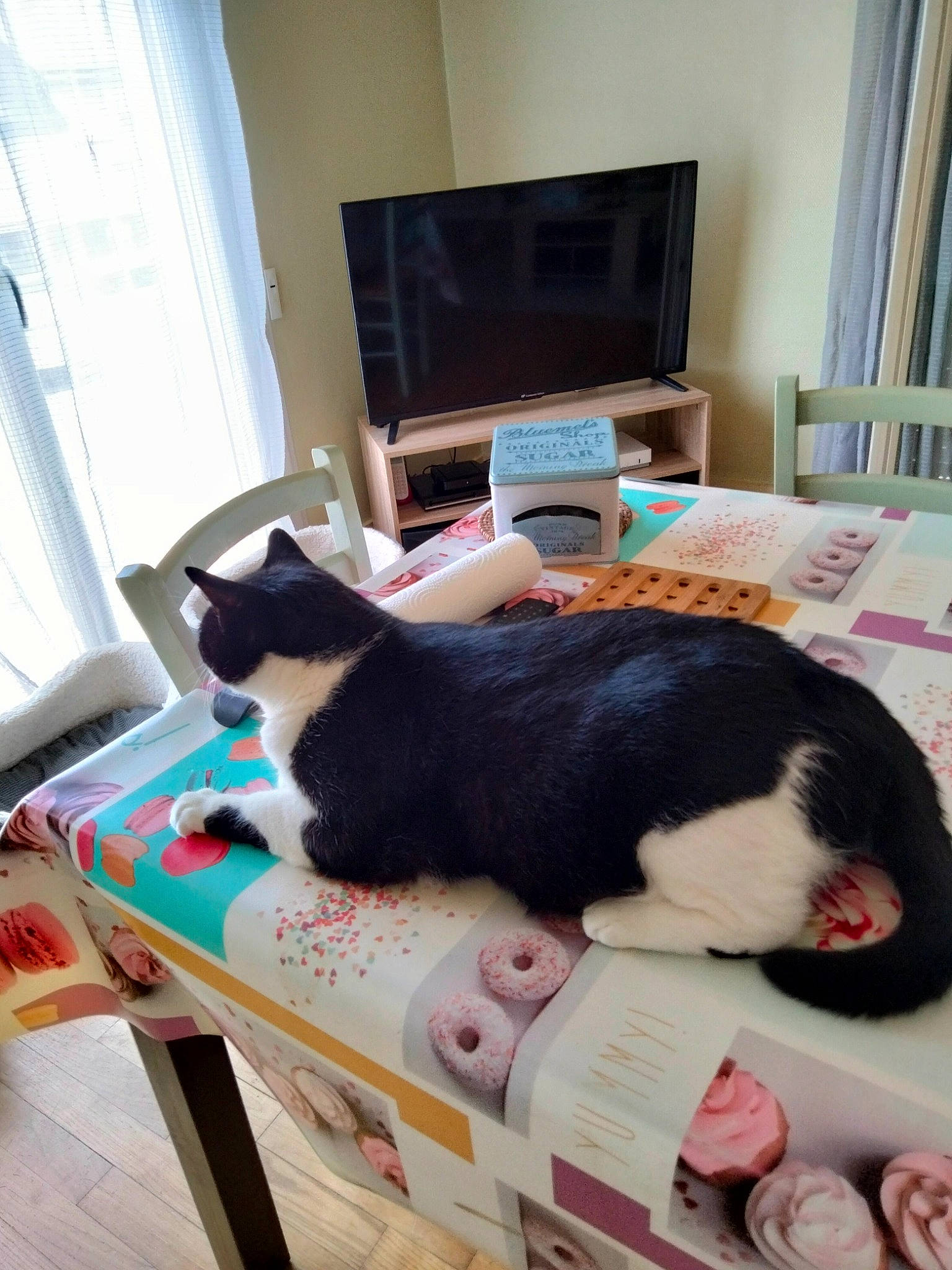 Berlioz a rejoint le concours — aidez-le/la à gagner de superbes lots ! carnivore, cat, comfort, curtain, domestic_short_haired_cat, felidae, flooring, fur, linens, mammal, picture_frame, sink, small_to_medium_sized_cats, tail, television, textile, vertebrate, whiskers, window, wood