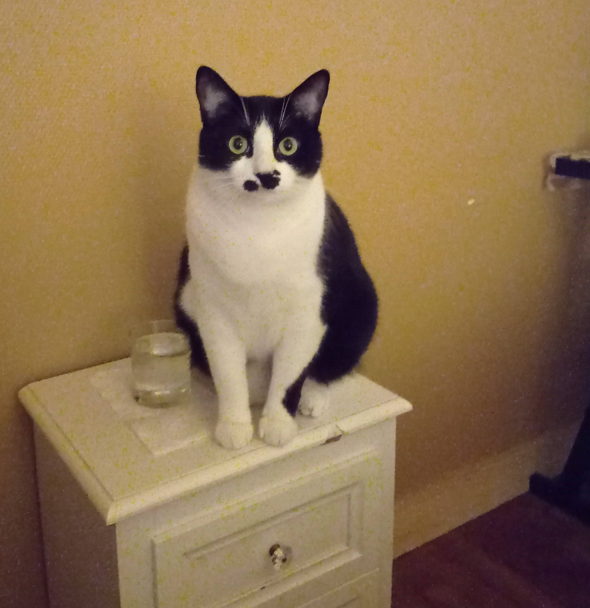 Berlioz participe au concours pour gagner de l'argent avec cette photo : aegean_cat, american_wirehair, carnivore, cat, domestic_short_haired_cat, european_shorthair, felidae, japanese_bobtail, mammal, ojos_azules, polydactyl_cat, small_to_medium_sized_cats, tail, whiskers