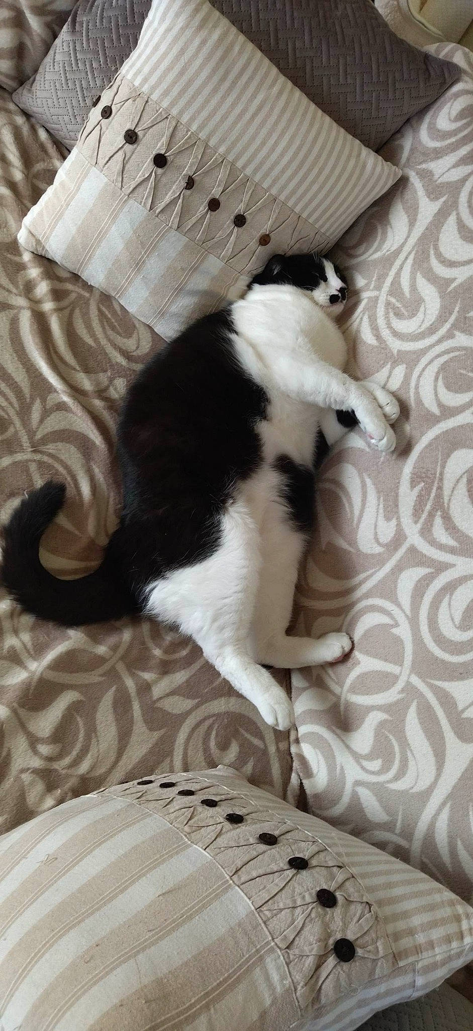 Berlioz participe au concours pour gagner de l'argent avec cette photo : carnivore, cat, comfort, companion_dog, dog_breed, domestic_short_haired_cat, felidae, flooring, fur, hardwood, human_leg, linens, nap, paw, room, small_to_medium_sized_cats, tail, textile, whiskers, wood