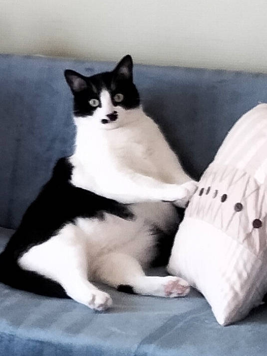 Berlioz a rejoint le concours — aidez-le/la à gagner de superbes lots ! carnivore, cat, cat_supply, comfort, domestic_short_haired_cat, felidae, flooring, foot, fur, grey, human_body, human_leg, paw, sitting, small_to_medium_sized_cats, snout, tail, tree, whiskers, wood