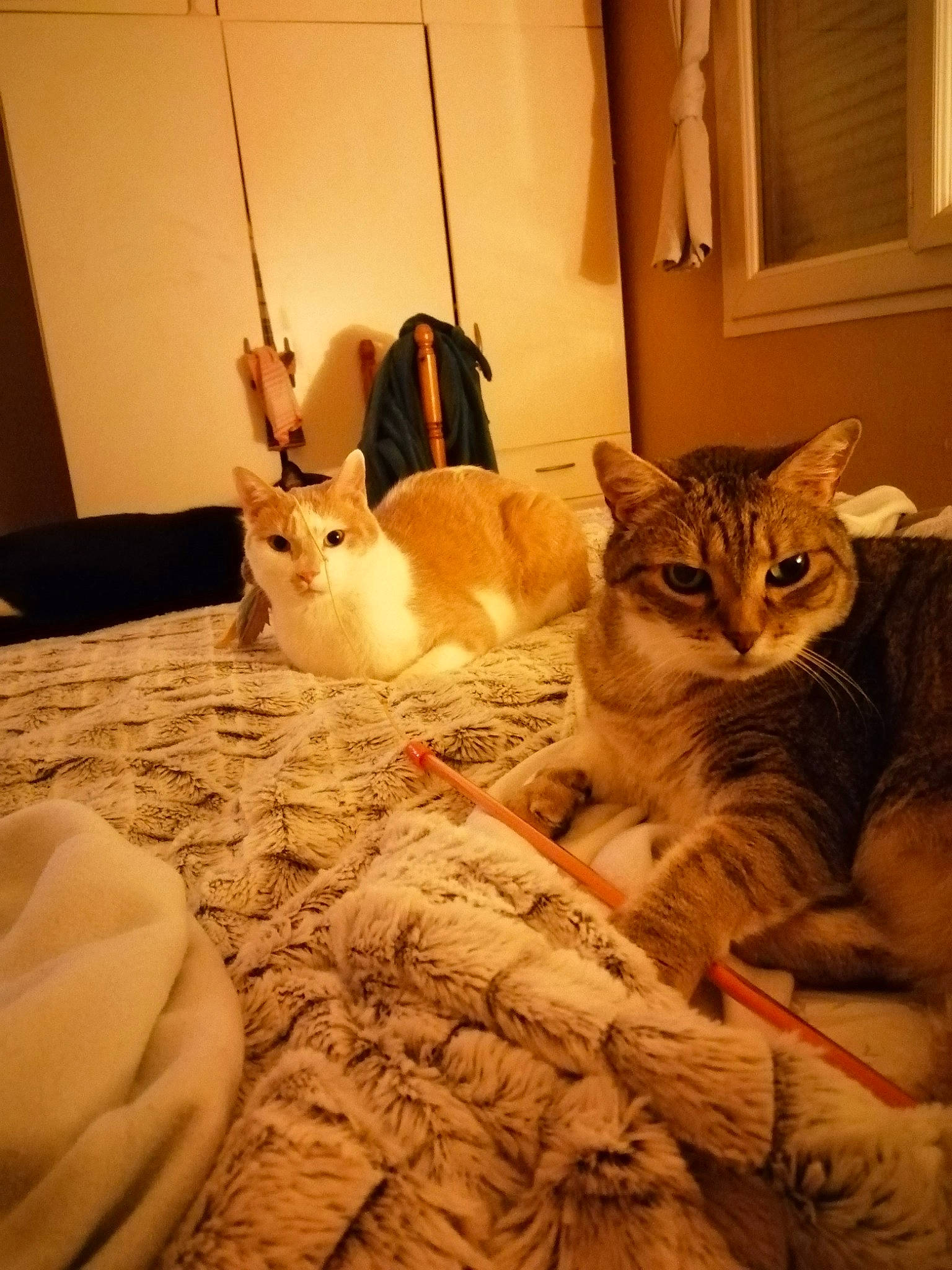 Mozart a rejoint le concours — aidez-le/la à gagner de superbes lots ! aegean_cat, asian, carnivore, cat, european_shorthair, fawn, felidae, fur, kitten, rabbit, rabbits_and_hares, small_to_medium_sized_cats, whiskers