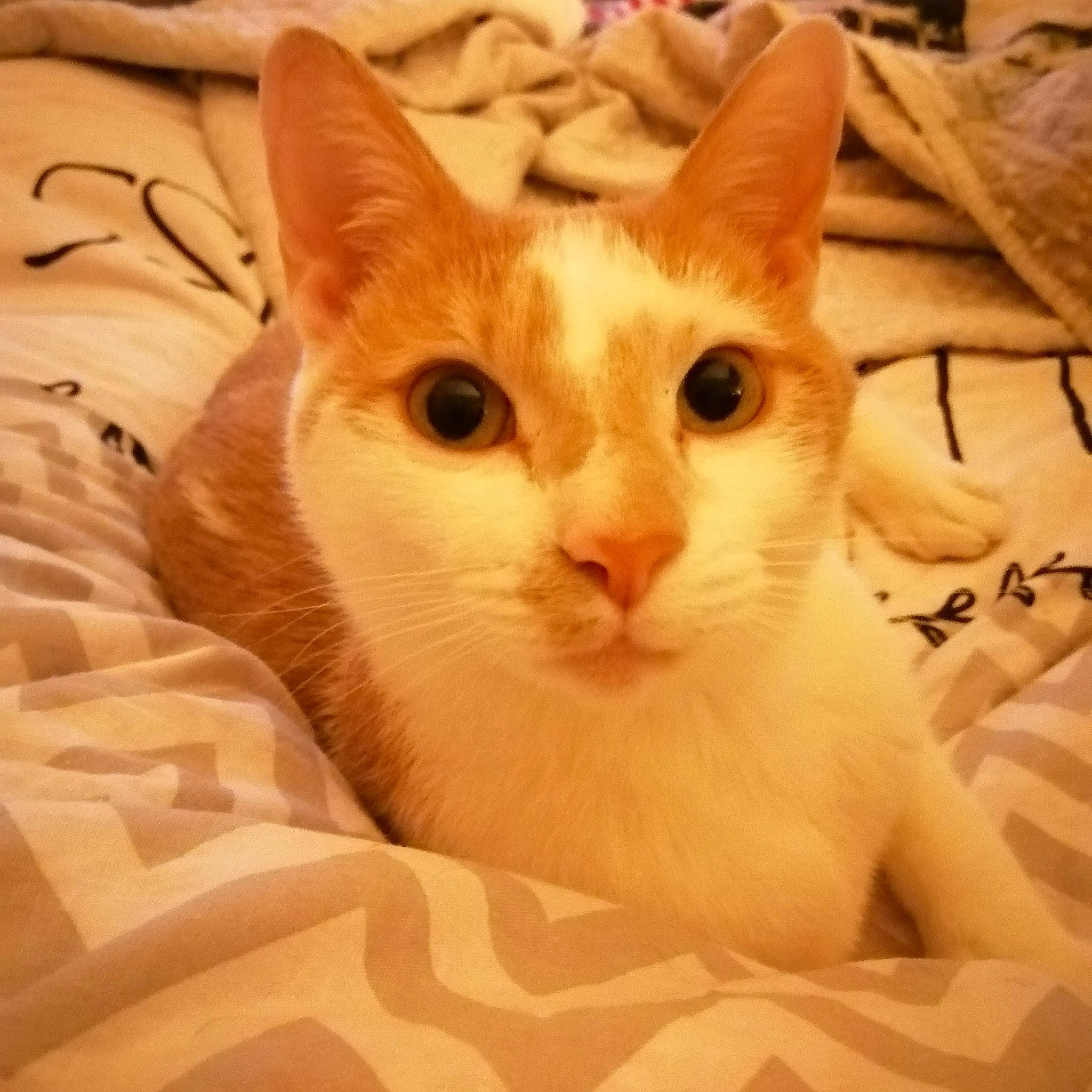 Mozart participe au concours pour gagner de l'argent avec cette photo : aegean_cat, arabian_mau, asian, carnivore, cat, colorpoint_shorthair, domestic_short_haired_cat, ear, european_shorthair, eye, fawn, felidae, headwear, kitten, mammal, person, small_to_medium_sized_cats, snout, vertebrate, whiskers