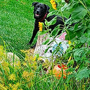 Bear Bear joined the competition — help win amazing prizes! dog, black_dog, sunflower, greenery, grass, garden, plants, flower, leaf, watering_can, garden_decor, outdoor, nature, pet, happy, animal, collar, summer, flora, playful