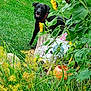 dog, black_dog, sunflower, greenery, grass, garden, plants, flower, leaf, watering_can, garden_decor, outdoor, nature, pet, happy, animal, collar, summer, flora, playful