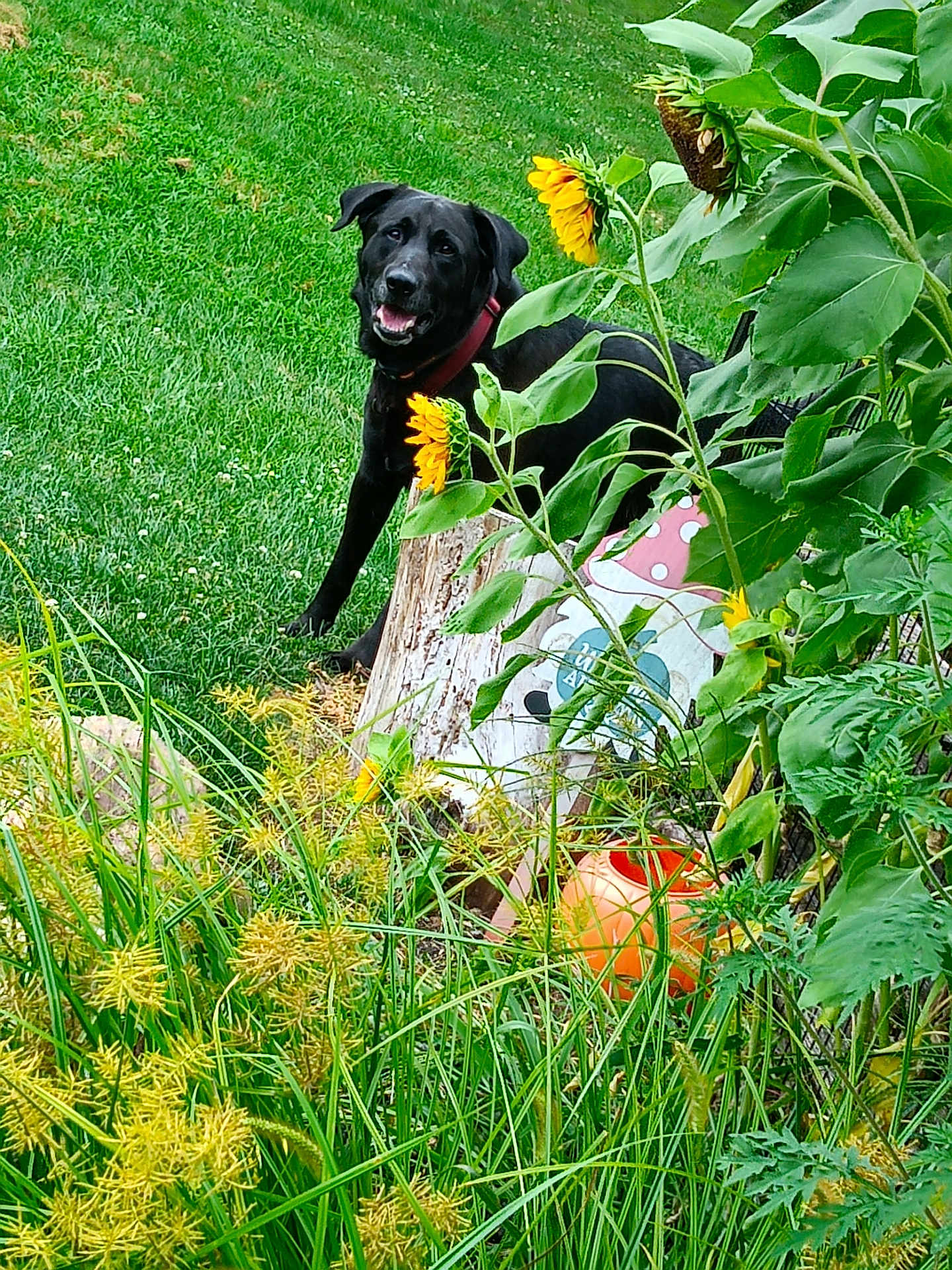 Bear Bear joined the competition — help win amazing prizes! dog, black_dog, sunflower, greenery, grass, garden, plants, flower, leaf, watering_can, garden_decor, outdoor, nature, pet, happy, animal, collar, summer, flora, playful