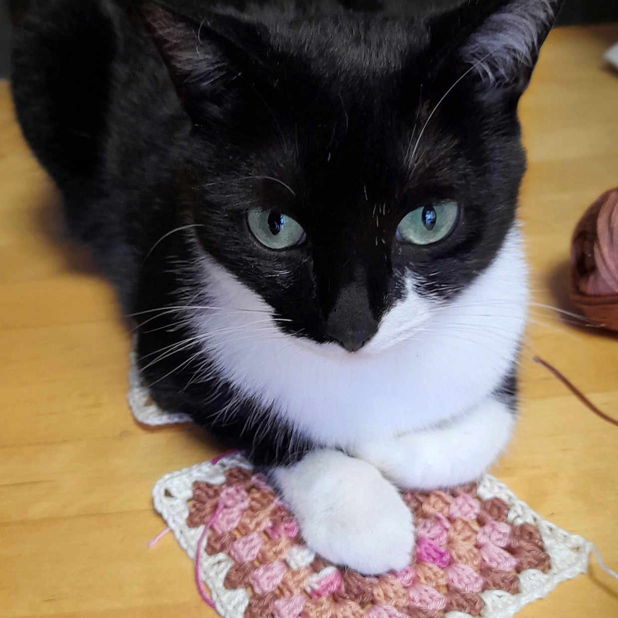 Snooky a rejoint le concours — aidez-le/la à gagner de superbes lots ! abyssinian, animal, applique, blackcat, blanket, cat, cushion, hardwood, homedecor, indoors, kitten, manx, mat, pattern, pet, quilt, rug, siamese, snout, wood