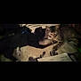 cat, cats, black_cat, tabby_cat, pets, animals, lying_down, blanket, indoor, sleeping, feline, fur, domestic_animal, resting, cozy, pair, close, companion, cute, quiet