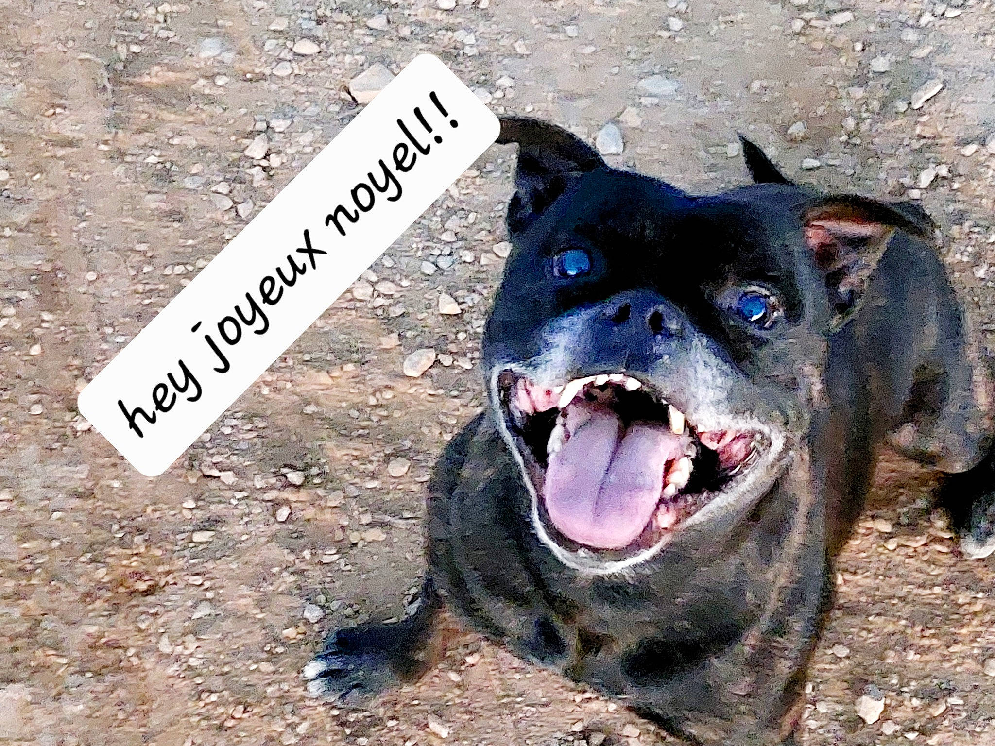 Papa Fils participe au concours pour gagner de l'argent avec cette photo : ancient_dog_breeds, carnivore, collar, companion_dog, dog, dog_breed, electric_blue, fang, fawn, fur, giant_dog_breed, handwriting, paw, snout, soil, terrestrial_animal, water, whiskers, working_animal, working_dog