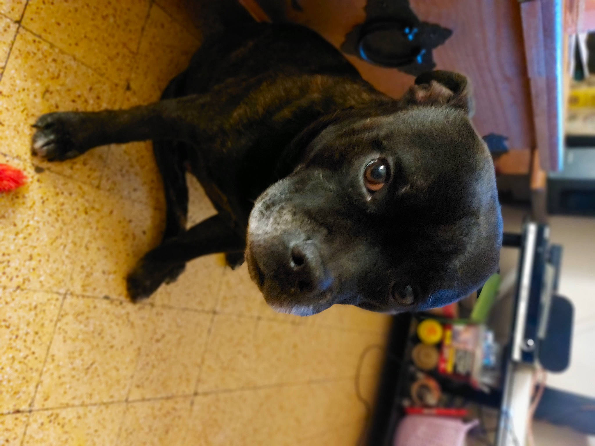 Papa Fils a rejoint le concours — aidez-le/la à gagner de superbes lots ! borador, canidae, carnivore, collar, companion_dog, dog, dog_breed, ear, fawn, flooring, fur, guard_dog, hat, non_sporting_group, snout, sporting_group, sunglasses, terrestrial_animal, whiskers, working_animal