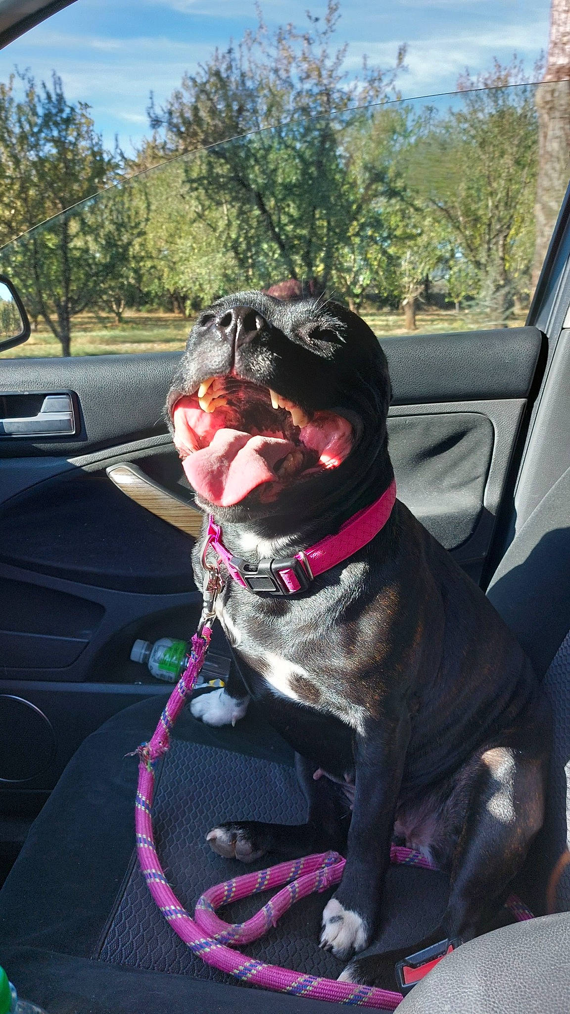 Olza a rejoint le concours — aidez-le/la à gagner de superbes lots ! auto_part, automotive_exterior, car, carnivore, collar, companion_dog, dog, dog_breed, dog_collar, eyewear, fawn, leash, motor_vehicle, sky, smile, snout, tree, vehicle, vehicle_door, working_animal