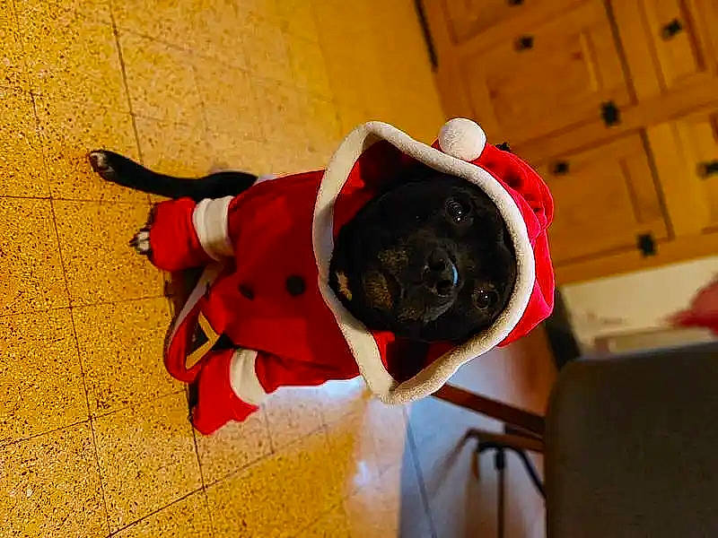 Olza participe au concours pour gagner de l'argent avec cette photo : bag, carmine, carnivore, collar, companion_dog, dog, dog_breed, dog_clothes, dog_collar, dog_supply, fawn, flooring, fur, personal_protective_equipment, pet_supply, snout, sporting_group, stuffed_toy, wood, working_animal