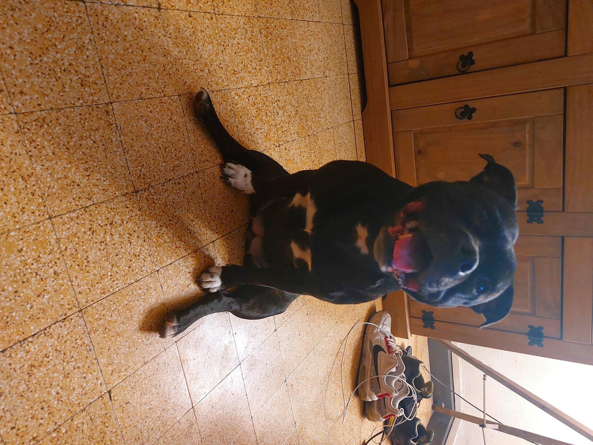 Olza participe au concours pour gagner de l'argent avec cette photo : cabinetry, canidae, carnivore, collar, dog, dog_breed, door, felidae, floor, flooring, hardwood, leash, pet_supply, shadow, snout, sporting_group, tail, tints_and_shades, wood, working_animal