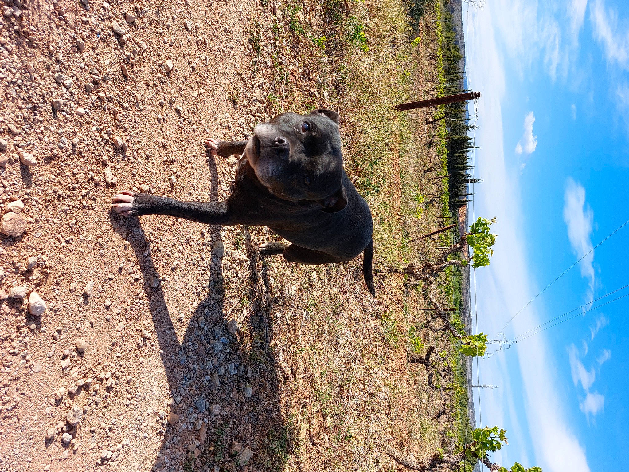 Blagounette a rejoint le concours — aidez-le/la à gagner de superbes lots ! amphibian, cloud, fawn, grass, landscape, lizard, plant, rat, road_surface, rock, shadow, sky, snout, soil, tail, terrestrial_animal, tree, trunk, wood, working_animal