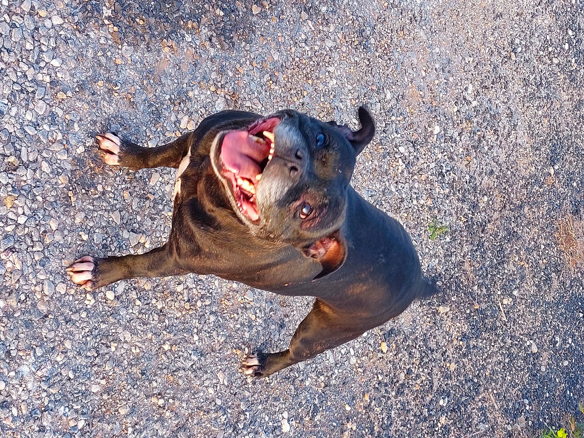 Blagounette participe au concours pour gagner de l'argent avec cette photo : amphibian, asphalt, canidae, concrete, dog_breed, grass, landscape, paw, road, road_surface, sand, shadow, soil, sporting_group, street_dog, tail, tar, terrestrial_animal, wood, working_animal