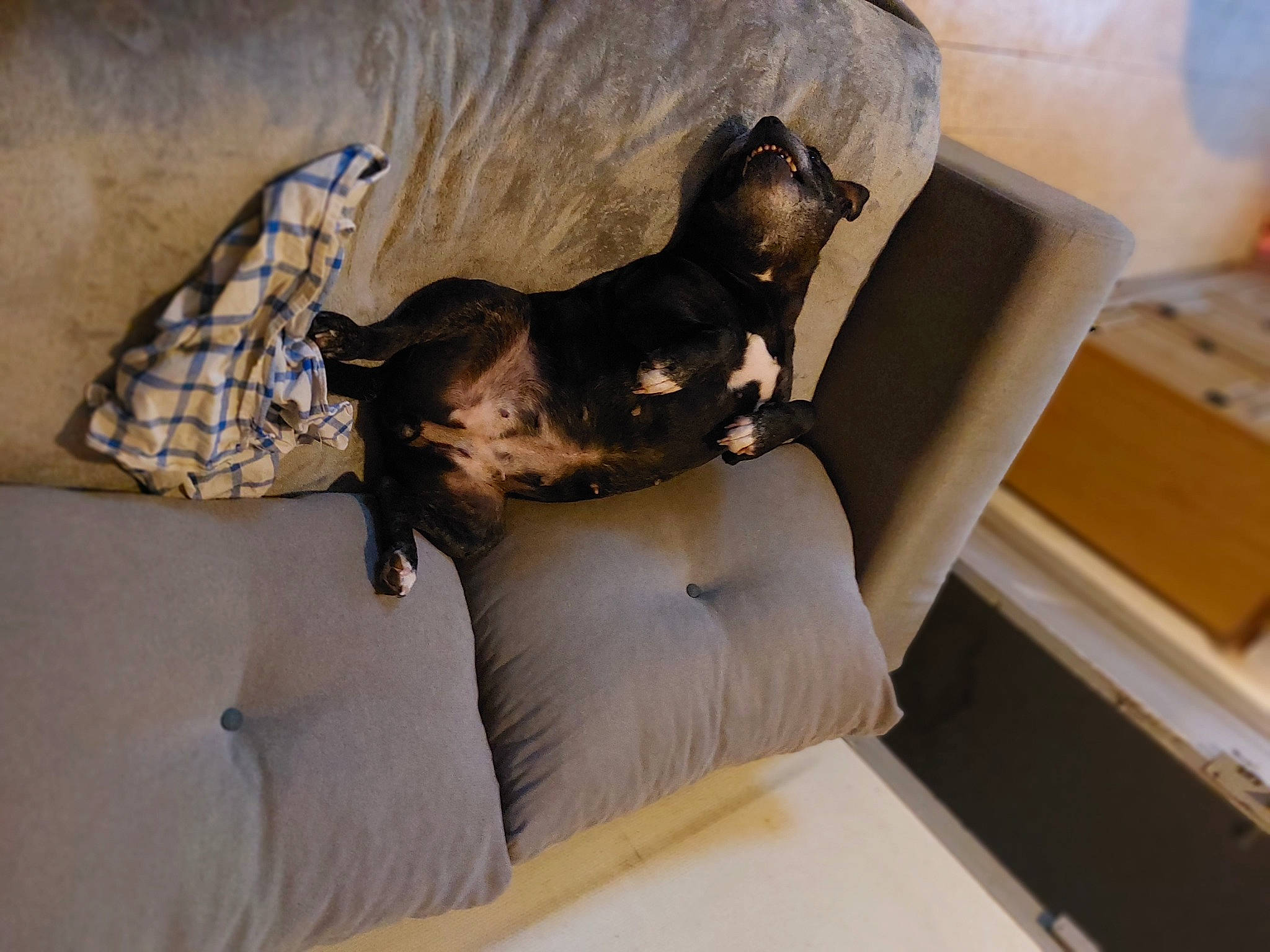 Blagounette participe au concours pour gagner de l'argent avec cette photo : canidae, carnivore, comfort, companion_dog, couch, dog, dog_breed, fawn, flooring, grey, hardwood, linens, liver, room, sporting_group, tail, terrestrial_animal, toy_dog, wood, working_animal