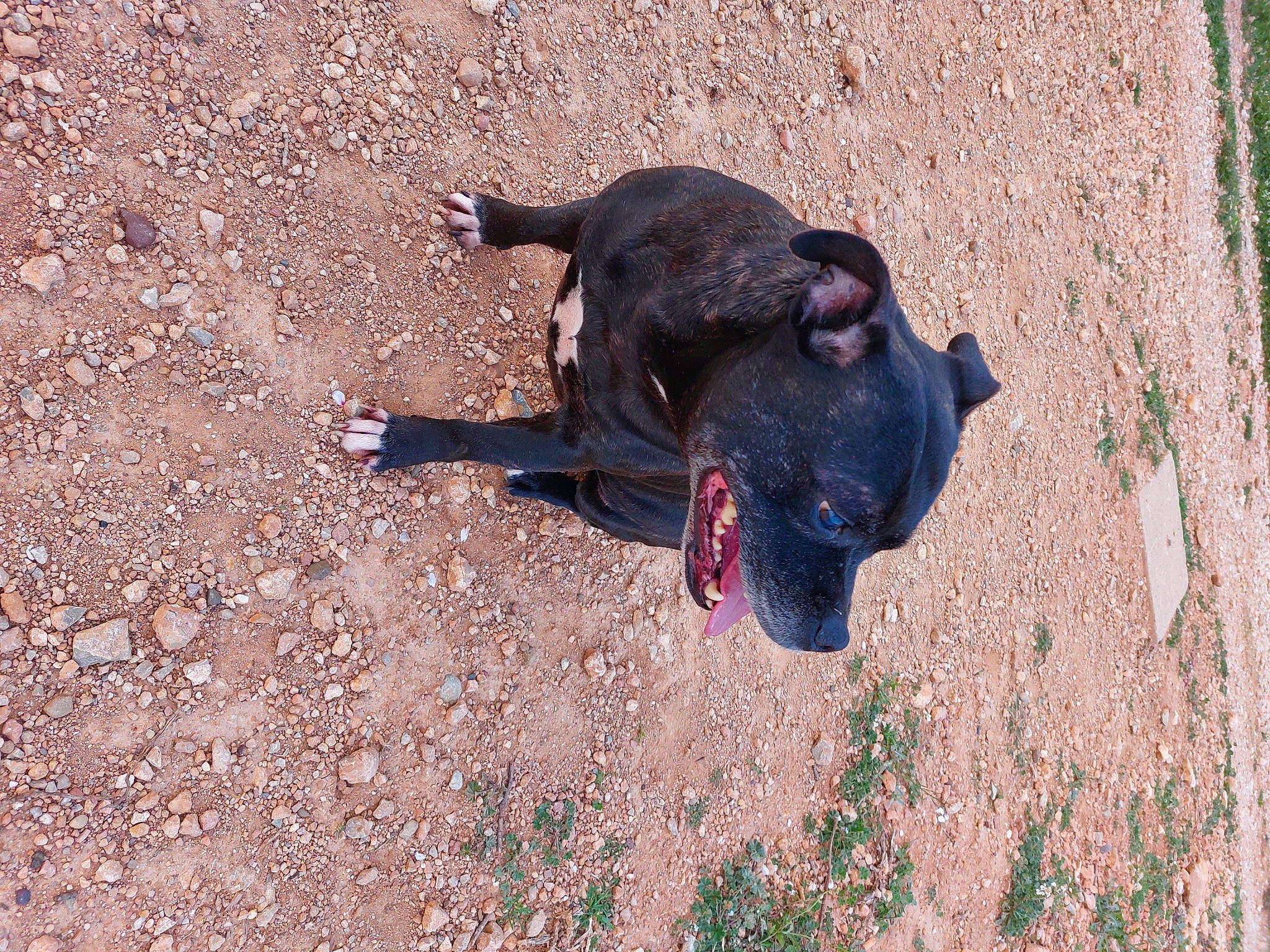 Blagounette a rejoint le concours — aidez-le/la à gagner de superbes lots ! adventure, bovine, canidae, carnivore, collar, dog, dog_breed, dog_collar, fawn, foot, fur, grass, guard_dog, landscape, leash, soil, sporting_group, tail, terrestrial_animal, working_animal