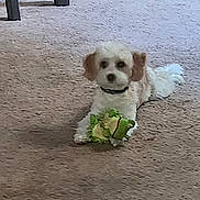 Sonny joined the competition — help win amazing prizes! dog, toy, carpet, indoor, pet, small_dog, fluffy_fur, animal, playing, cute, laying_down, brown_ears, white_body, collar, floor, household, domestic, relaxed, looking, front_paws