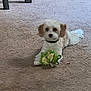 dog, toy, carpet, indoor, pet, small_dog, fluffy_fur, animal, playing, cute, laying_down, brown_ears, white_body, collar, floor, household, domestic, relaxed, looking, front_paws