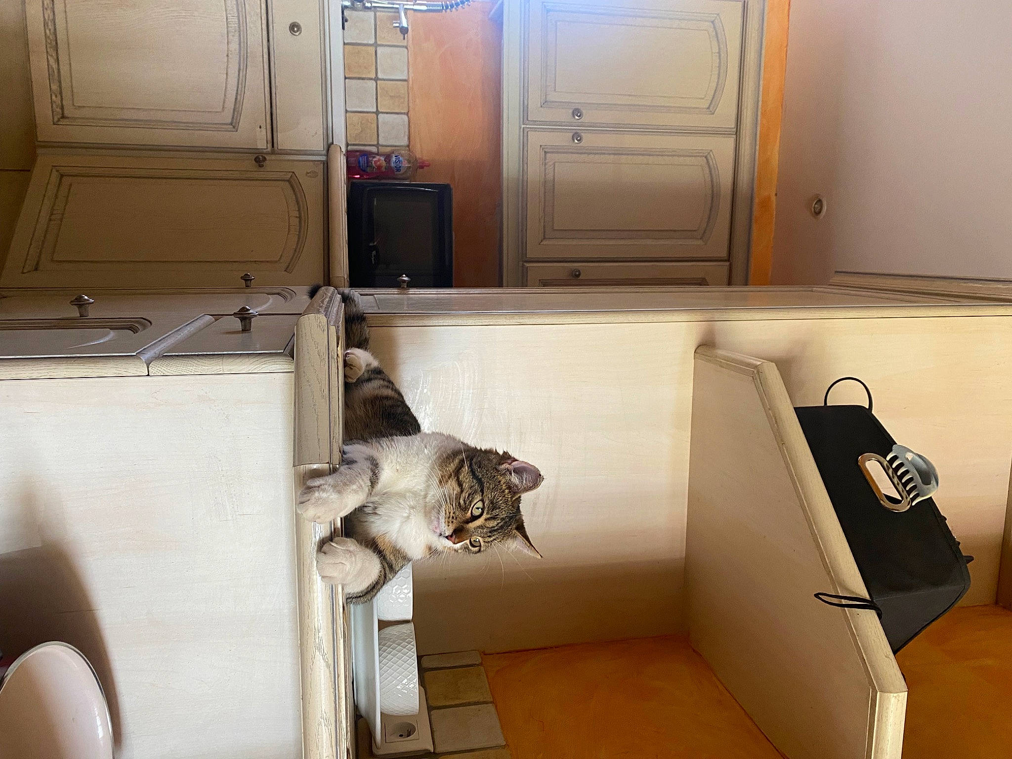 Moustache participe au concours pour gagner de l'argent avec cette photo : building, cabinetry, ceiling, countertop, cupboard, felidae, floor, flooring, hardwood, home_appliance, house, interior_design, kitchen, major_appliance, plumbing_fixture, property, room, shelving, tile, wood