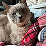 Chelsea is registered to the contest to win money with this photo: cat, animal, pet, feline, blue_eyes, gray_fur, collar, indoor, bed, blanket, plaid, cozy, closeup, portrait, resting, cute, whiskers, fur, comfort, domestic