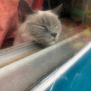 Chelsea is registered to the contest to win money with this photo: cat, sleeping, window, reflection, indoor, cozy, closeup, feline, face, resting, soft_light, blurred_background, pet, animal, fur, whiskers, ears, peaceful, relaxed, domestic_cat