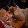 Chelsea is registered to the contest to win money with this photo: cat, sleeping, animal, pet, cookie_package, food, snack, indoor, cozy, resting, paw, feline, soft_lighting, blanket, comfort, relaxation, closeup, domestic_animal, cute, adorable