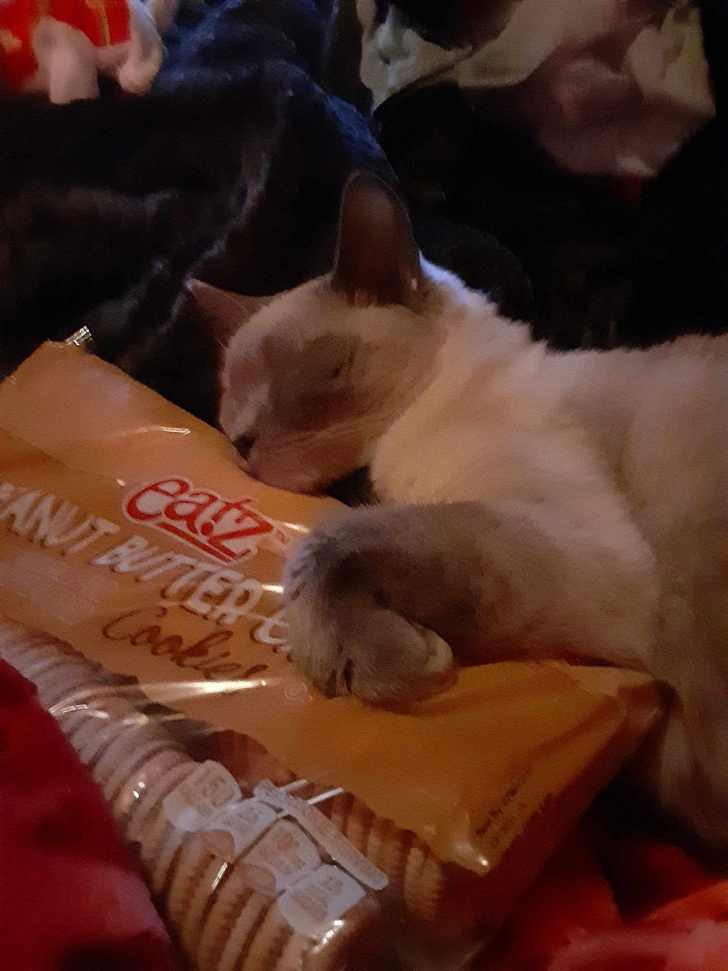 Chelsea is registered to the contest to win money with this photo: cat, sleeping, animal, pet, cookie_package, food, snack, indoor, cozy, resting, paw, feline, soft_lighting, blanket, comfort, relaxation, closeup, domestic_animal, cute, adorable