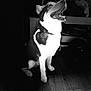 dog, black_and_white, sitting, happy, mouth_open, indoor, wooden_floor, pet, fur, collar, canine, animal, looking_up, portrait, domestic_animal, companion, friendly, cute, smiling, bright