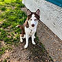 dog, husky, brown_and_white, sitting, grass, dirt, leaves, outdoor, daylight, metal_wall, blue_wall, white_wall, chain, calm, pet, canine, ears_up, collar, nature, sidewalk