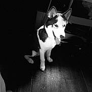 Jax is registered to the contest to win money with this photo: dog, black_and_white, sitting, tongue_out, wooden_floor, indoor, shoes, happy, pet, canine, animal, floor, light, shadow, portrait, ears, cute, domestic_animal, companion, playful