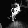 dog, black_and_white, sitting, tongue_out, wooden_floor, indoor, shoes, happy, pet, canine, animal, floor, light, shadow, portrait, ears, cute, domestic_animal, companion, playful