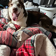 Jax joined the competition — help win amazing prizes! animal, blanket, canine, comfort, cozy, dog, fabric, fur, happy, home, household, husky, indoor, laundry_basket, pet, plaid, resting, smiling, tongue, tongue_out