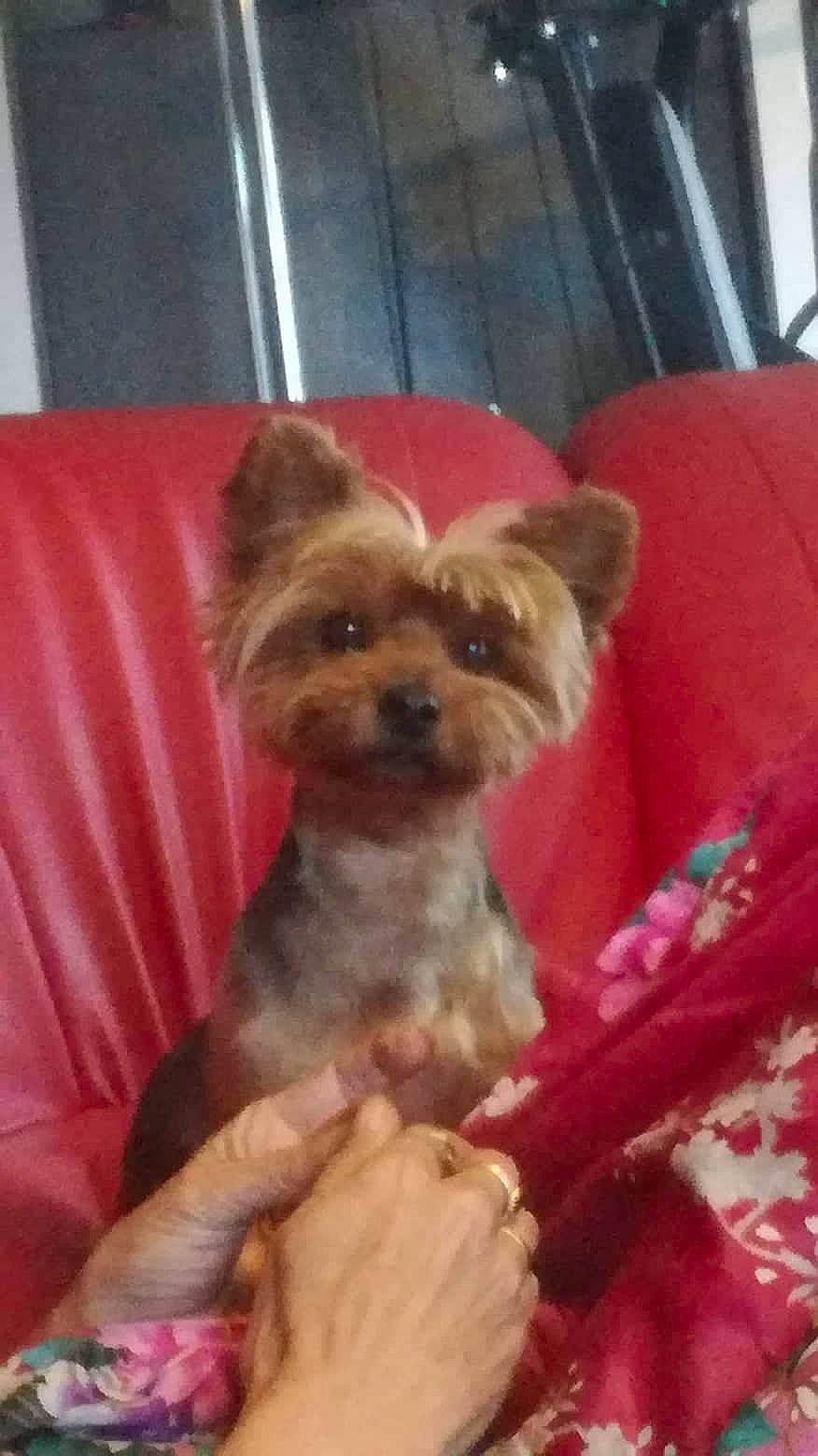 Abby a rejoint le concours — aidez-le/la à gagner de superbes lots ! canidae, carnivore, companion_dog, dog, dog_breed, dog_supply, fawn, fur, liver, maltepoo, non_sporting_group, pet_supply, small_terrier, snout, sporting_group, terrier, toy_dog, working_animal, yorkipoo