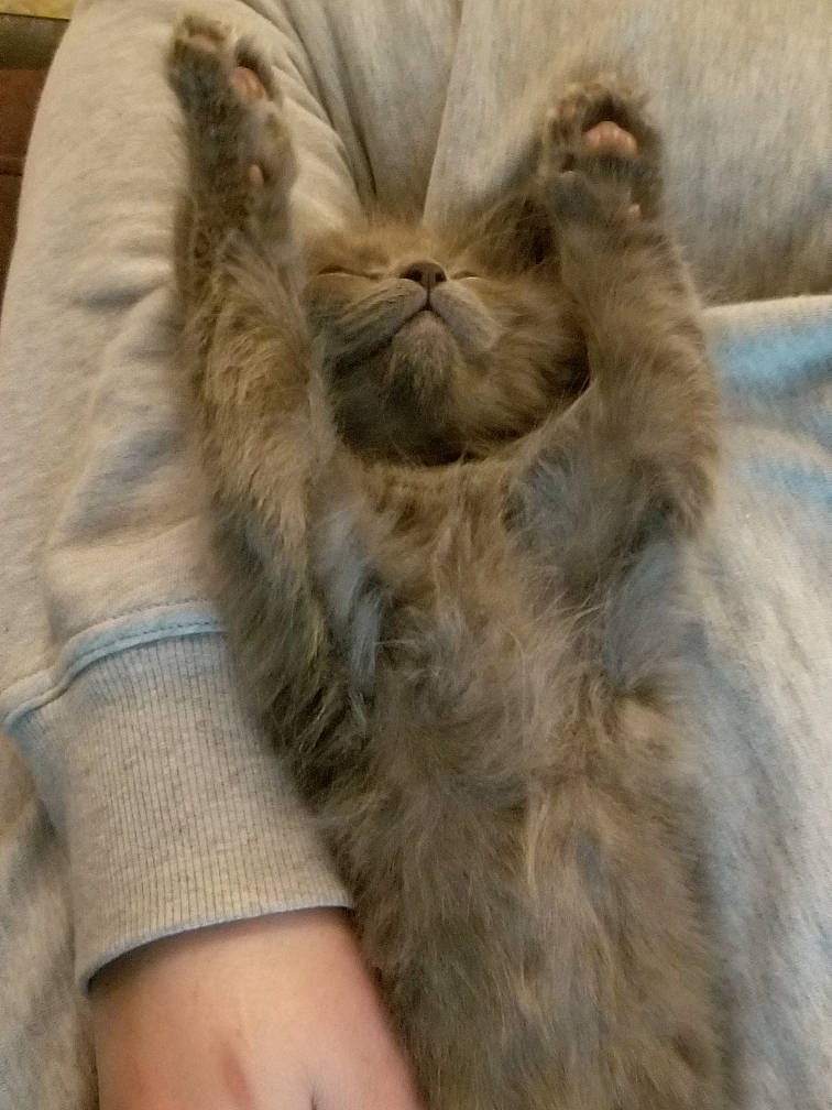 Elijah joined the competition — help win amazing prizes! carnivore, cat, domestic_long_haired_cat, ear, fawn, felidae, fur, kitten, persian, small_to_medium_sized_cats, whiskers