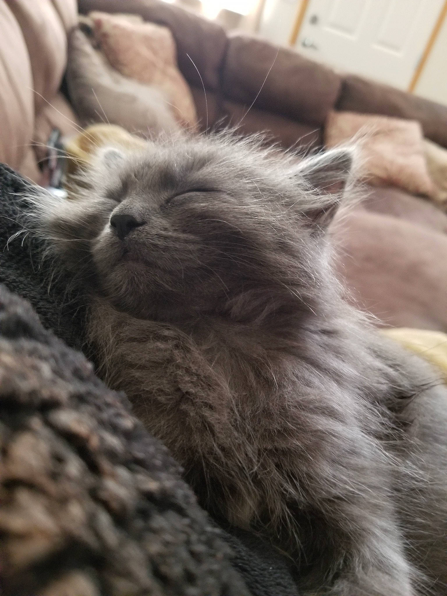 Elijah joined the competition — help win amazing prizes! british_longhair, british_semi_longhair, carnivore, cat, domestic_long_haired_cat, ear, fawn, felidae, fur, kitten, mammal, nebelung, norwegian_forest_cat, persian, ragamuffin, siberian, small_to_medium_sized_cats, vertebrate, whiskers