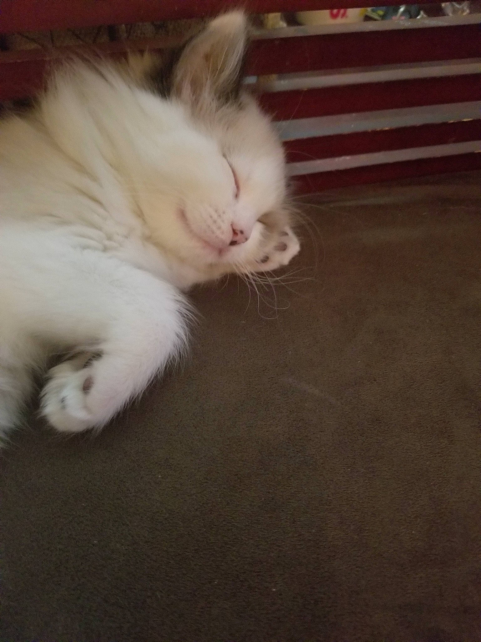 Bing joined the competition — help win amazing prizes! asian, carnivore, cat, domestic_long_haired_cat, ear, eye, fawn, felidae, fur, kitten, mammal, paw, persian, polydactyl_cat, ragdoll, small_to_medium_sized_cats, tail, turkish_angora, turkish_van, whiskers