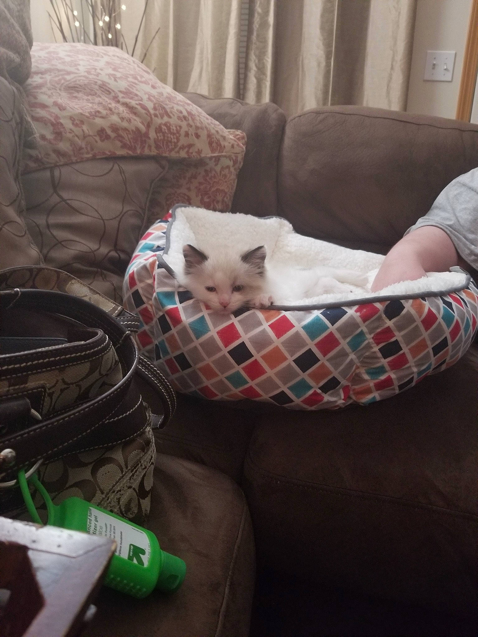 Bing is registered to the contest to win money with this photo: canidae, carnivore, cat, comfort, design, felidae, furniture, linens, non_sporting_group, pattern, plaid, room, tartan, textile