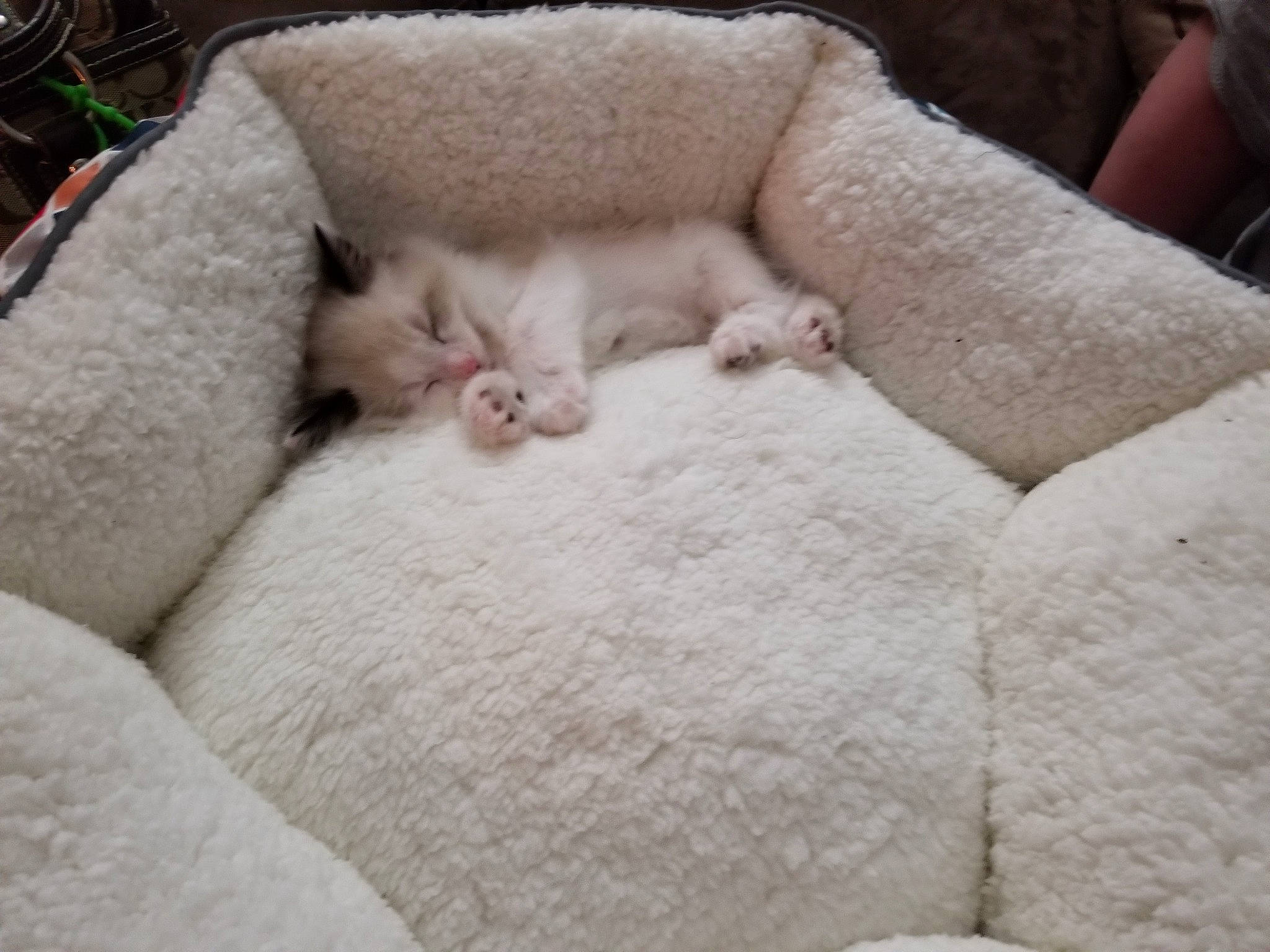 Bing joined the competition — help win amazing prizes! carnivore, cat, cat_bed, fawn, felidae, fur, nap, small_to_medium_sized_cats, whiskers