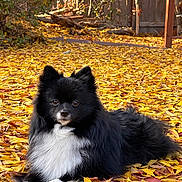 Coco is registered to the contest to win money with this photo: dog, black_dog, white_fur, fluffy, autumn, fall_leaves, yellow_leaves, outdoor, nature, pet, animal, canine, lying_down, fence, sunlight, trees, garden, backyard, cute, fur