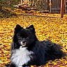 dog, black_dog, white_fur, fluffy, autumn, fall_leaves, yellow_leaves, outdoor, nature, pet, animal, canine, lying_down, fence, sunlight, trees, garden, backyard, cute, fur