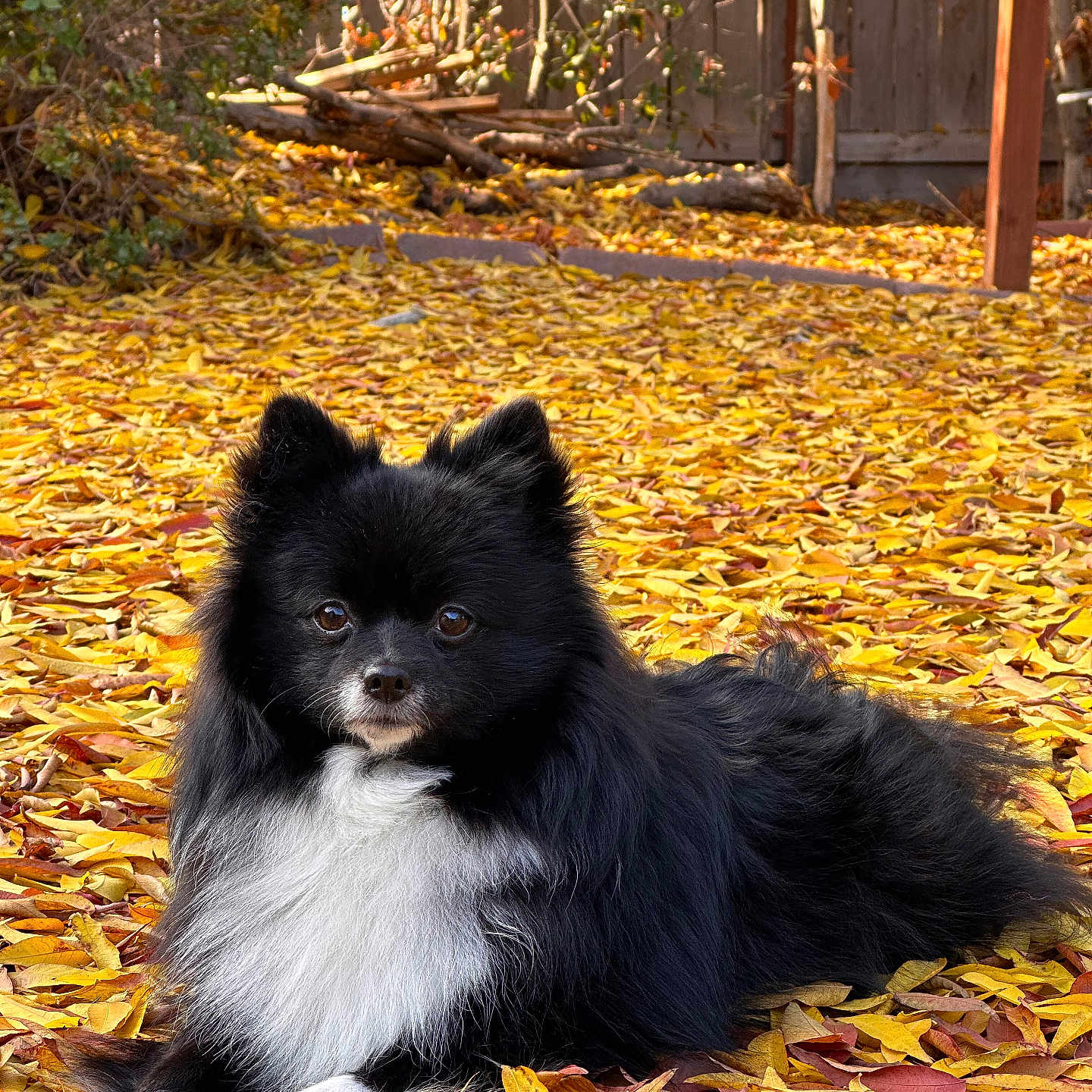 Coco is registered to the contest to win money with this photo: dog, black_dog, white_fur, fluffy, autumn, fall_leaves, yellow_leaves, outdoor, nature, pet, animal, canine, lying_down, fence, sunlight, trees, garden, backyard, cute, fur