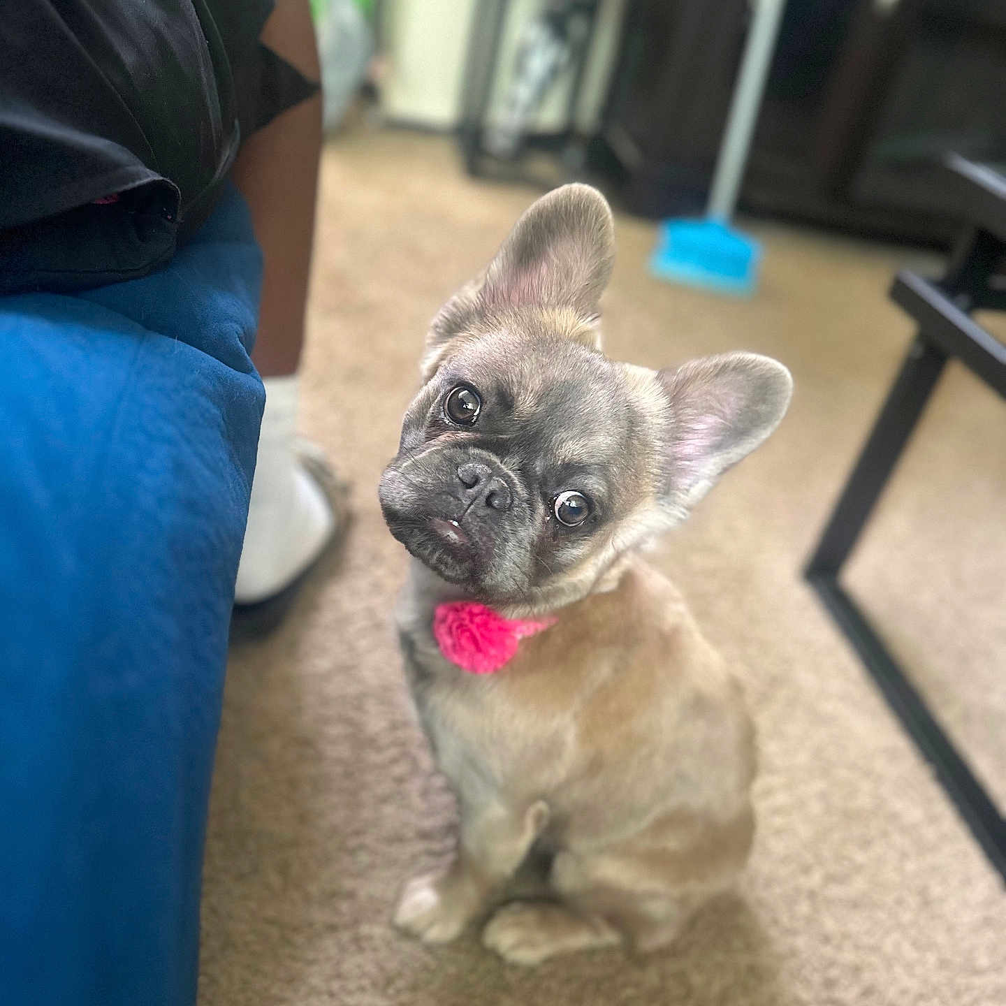 Bella joined the competition — help win amazing prizes! animal, blanket, brown_fur, carpet, closeup, curious, cute, dog, domestic, ears_up, french_bulldog, furniture, head_tilt, household, indoor, pet, pink_collar, puppy, sitting, small_dog