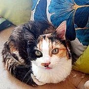 Chipie a rejoint le concours — aidez-le/la à gagner de superbes lots ! calico_cat, cat, pet, feline, animal, couch, cushion, blue_flower_pillow, green_eyes, fur, whiskers, indoor, cozy, resting, home, closeup, curious, face, tongue, soft