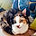 Chipie