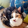 calico_cat, cat, pet, feline, animal, couch, cushion, blue_flower_pillow, green_eyes, fur, whiskers, indoor, cozy, resting, home, closeup, curious, face, tongue, soft