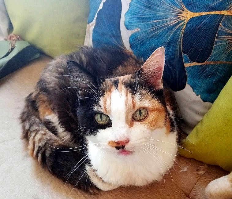 Chipie a rejoint le concours — aidez-le/la à gagner de superbes lots ! calico_cat, cat, pet, feline, animal, couch, cushion, blue_flower_pillow, green_eyes, fur, whiskers, indoor, cozy, resting, home, closeup, curious, face, tongue, soft