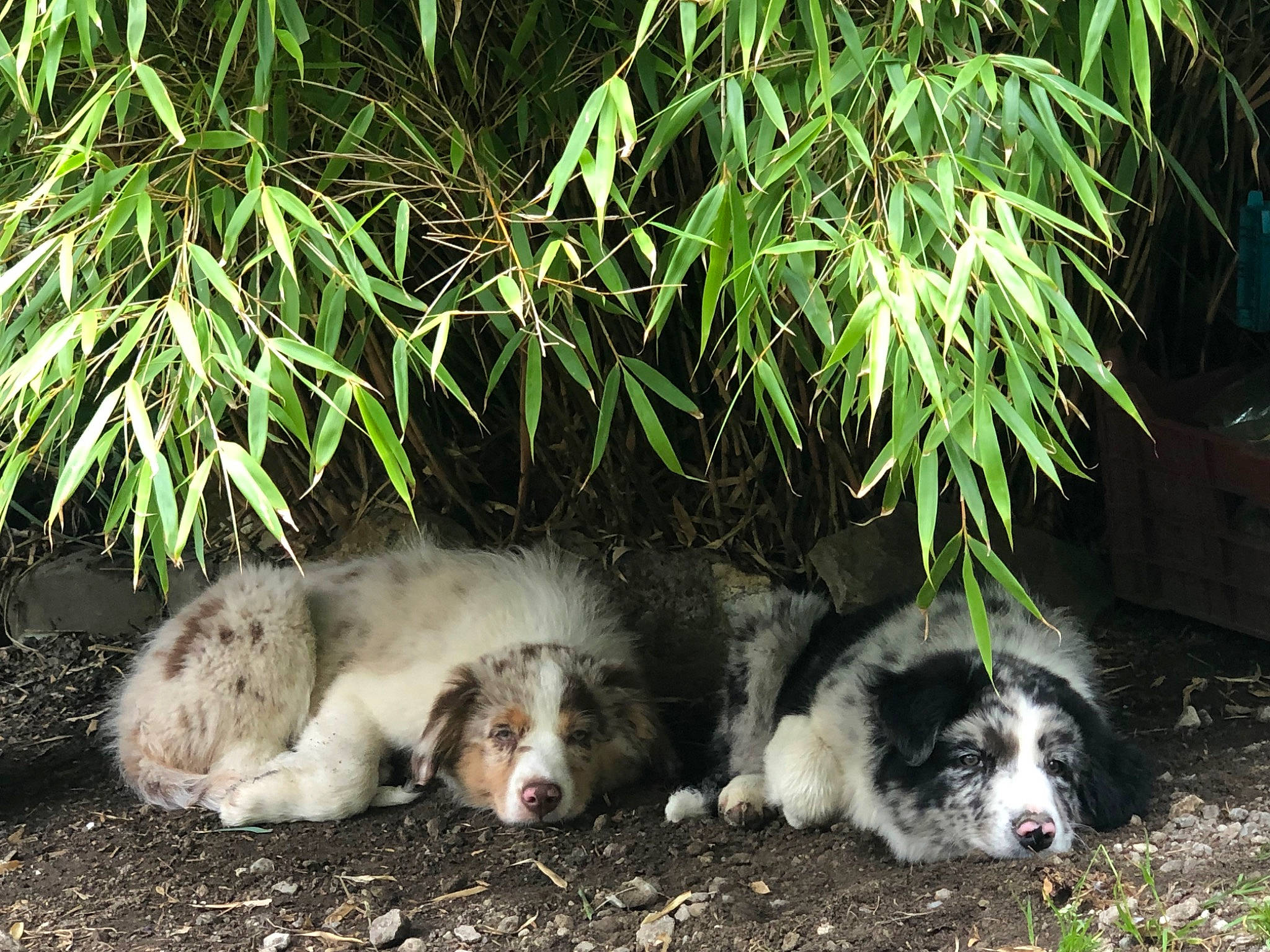 Bonnie Et Clyde participe au concours pour gagner de l'argent avec cette photo : canidae, carnivore, companion_dog, dog, dog_breed, fur, grass, herb, herding_dog, mal_shi, plant, snout, sporting_group, terrestrial_animal, terrestrial_plant, water_dog, working_animal, working_dog