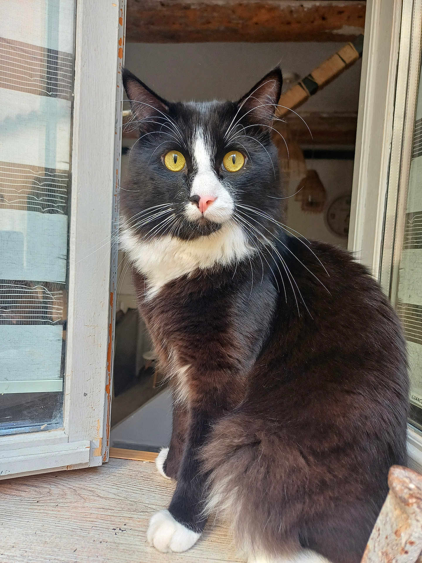 Simba a rejoint le concours — aidez-le/la à gagner de superbes lots ! cat, black_and_white, yellow_eyes, fluffy, window, wooden_sill, curious, pet, indoor, sitting, close_up, animal, feline, whiskers, pink_nose, fur, domestic_cat, window_frame, house, natural_light