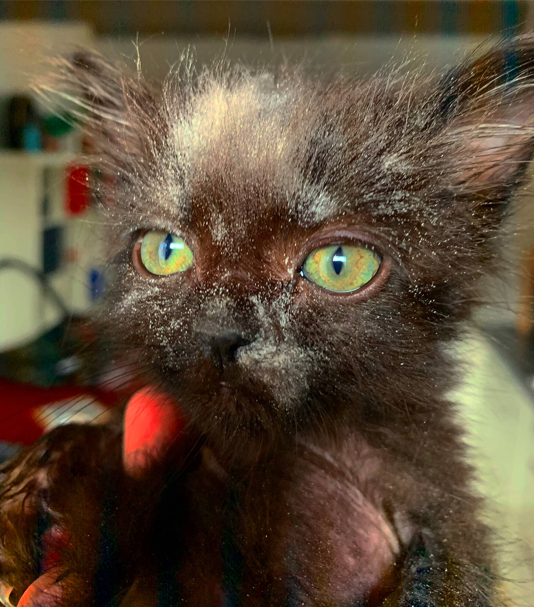 Opium participe au concours pour gagner de l'argent avec cette photo : asian, black_cat, carnivore, cat, close_up, domestic_short_haired_cat, ear, eye, felidae, fur, iris, kitten, korat, mammal, nebelung, small_to_medium_sized_cats, snout, vertebrate, whiskers